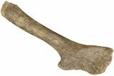 Hadrosaur (Edmontosaurus) Ischium Bone - Wyoming #232755-1